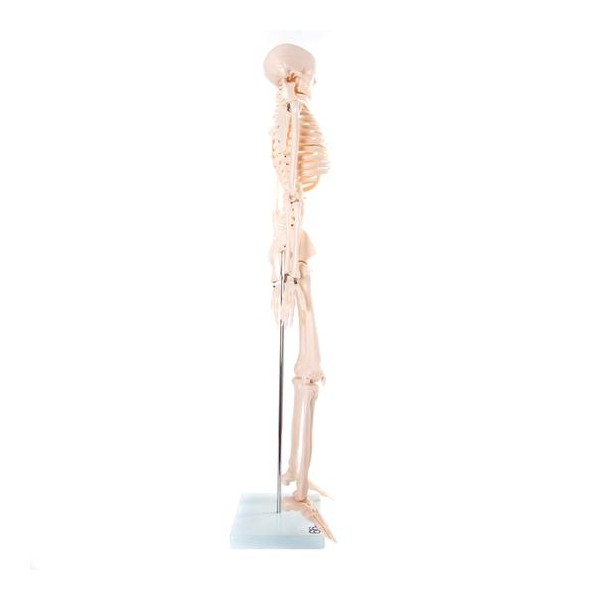 Anatomski model okostnjaka - 85 cm XC-102