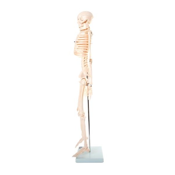 Anatomski model okostnjaka - 85 cm