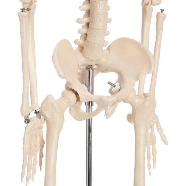 Anatomski model okostnjaka - 85 cm XC-102