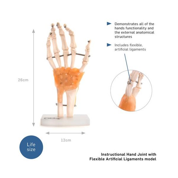 Anatomski model ruke  11209-5