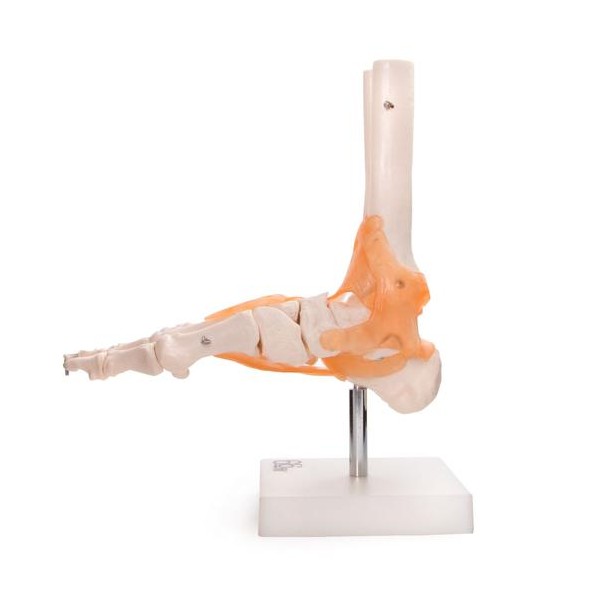 Anatomski model stopala z vezmi XC-113A