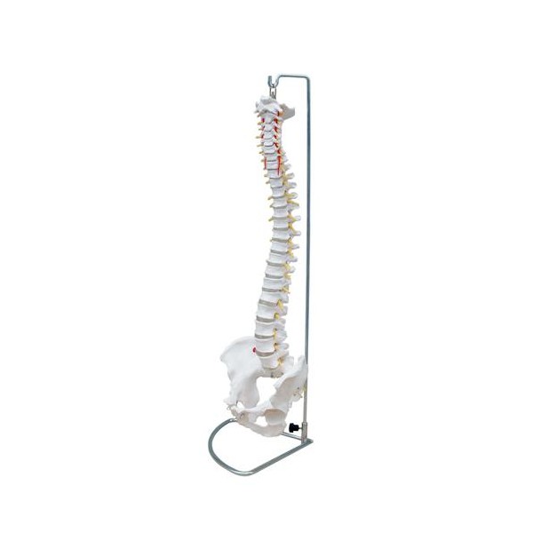 Anatomski model hrbtenice z medenico gibljiv 11105