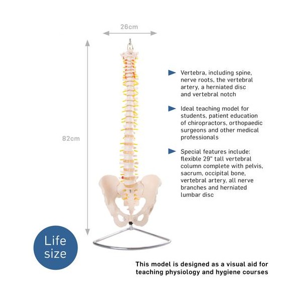 Anatomski model kralježnice sa zdjelicom, fleksibilan 11105