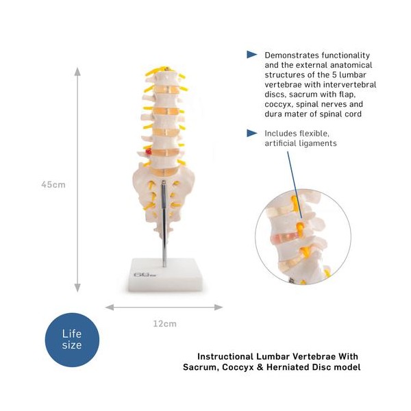 Anatomski model lumbalnih vretenc s križnico in trtico 11104