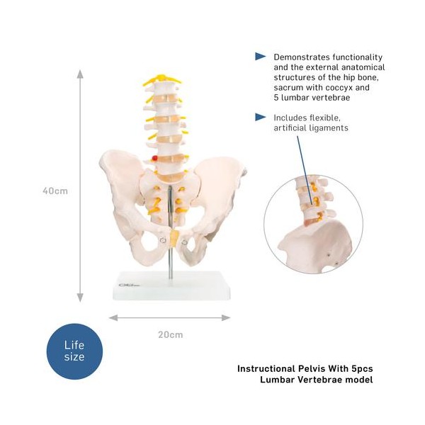 Anatomski model medenice s petimi ledvenimi vretenci XC-115