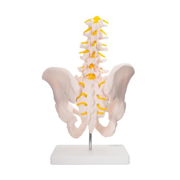 Anatomski model medenice s petimi ledvenimi vretenci XC-115