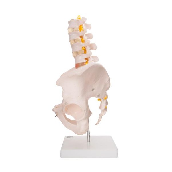 Anatomski model zdjelice s pet lumbalnih kralježaka XC-115