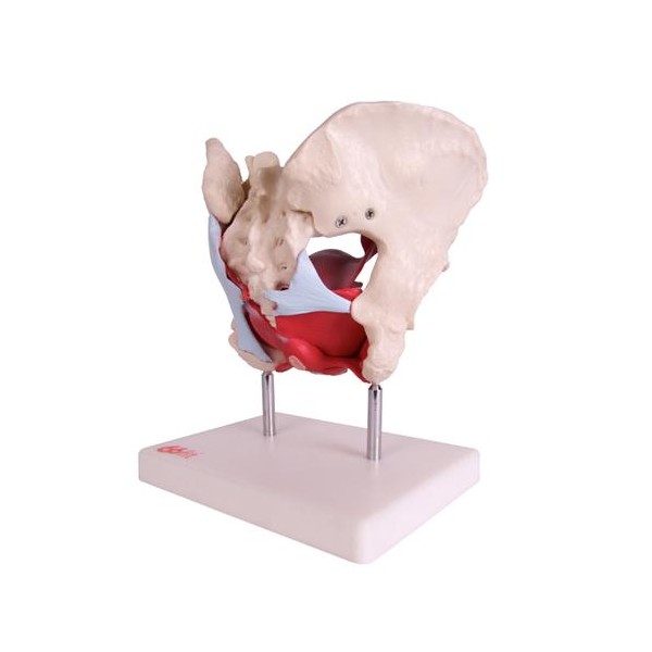 Anatomski model ženske medenice z organi XC-125