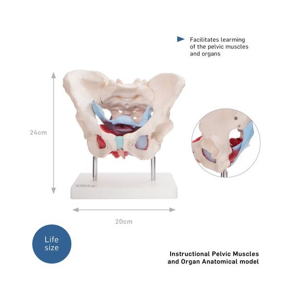 Anatomski model ženske medenice z organi XC-125
