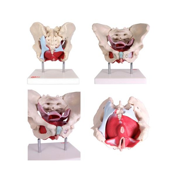 Anatomski model ženske zdjelice s organima XC-125