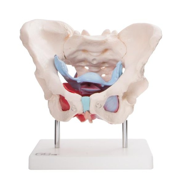 Anatomski model ženske medenice z organi XC-125