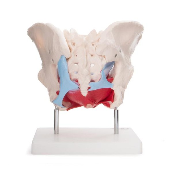 Anatomski model ženske medenice z organi XC-125