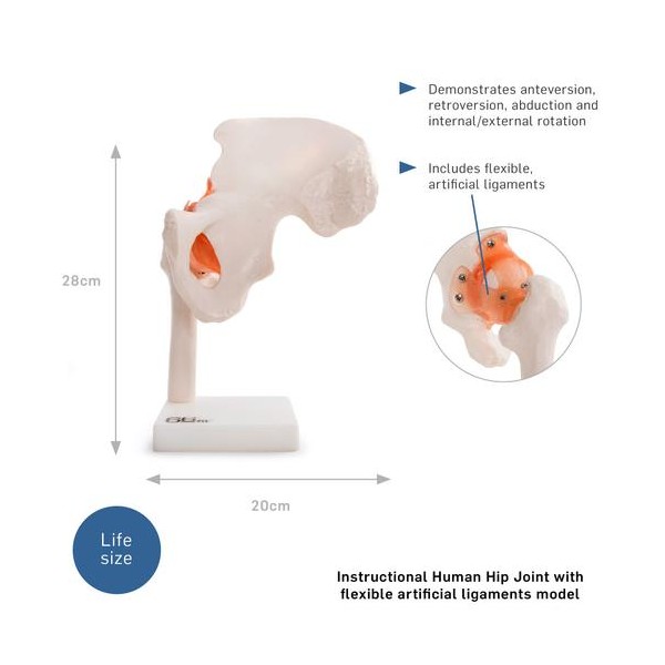 Anatomski model zgloba kuka 11209-4