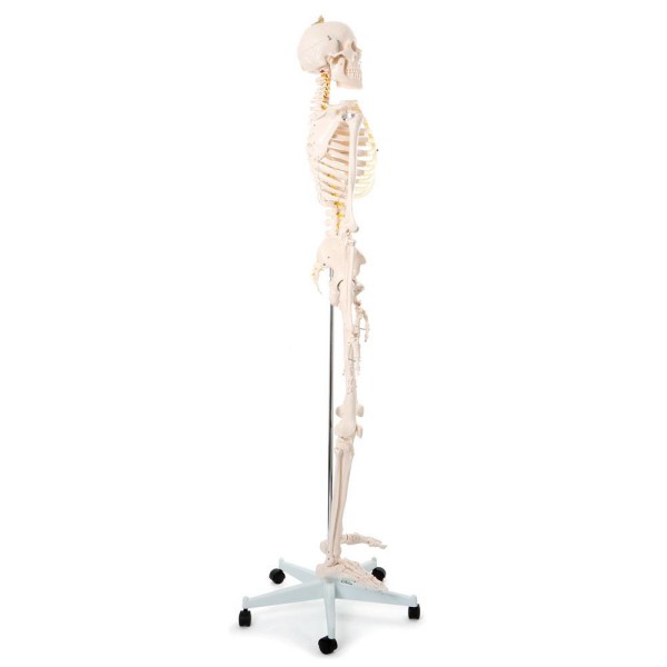 Okostnjak - 180 cm 11101