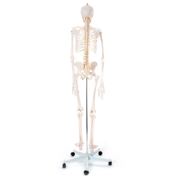 Okostnjak - 180 cm 11101