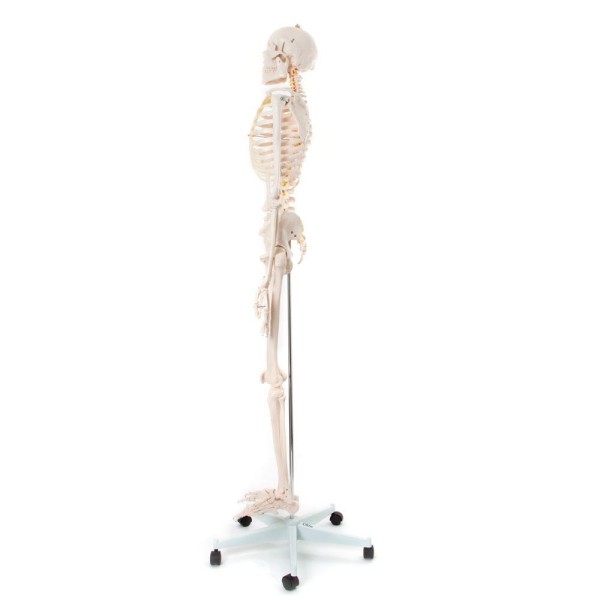 Okostnjak - 180 cm 11101
