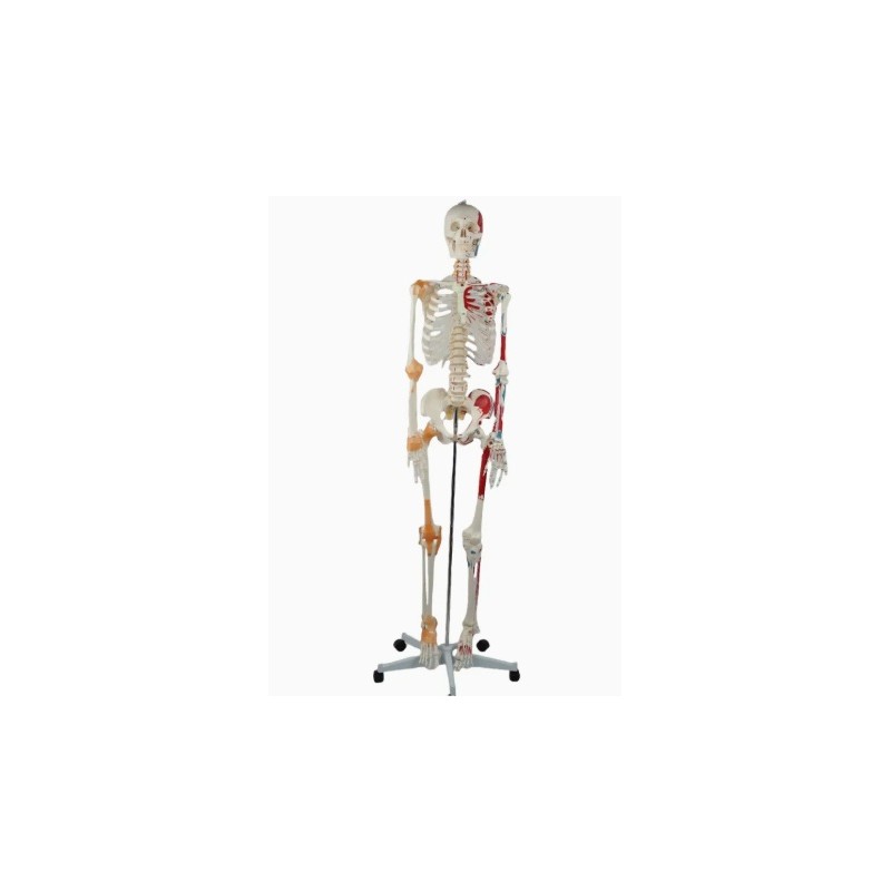 Kostur z mišićima - 180 cm 11201-1
