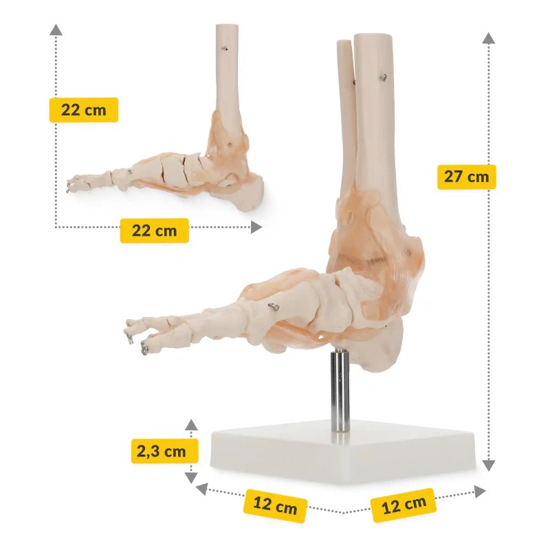anatomski model