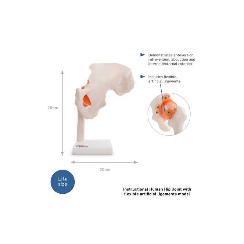 Anatomski model zgloba kuka 11209-4