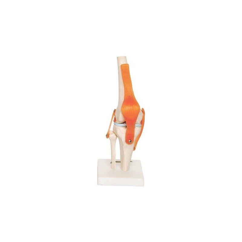koleno model