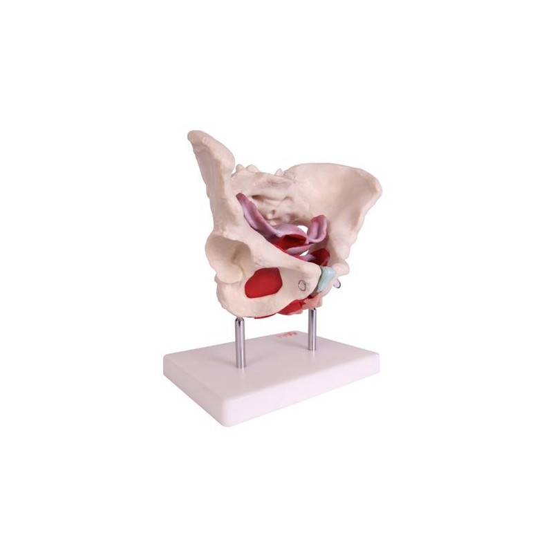 Anatomski model ženske zdjelice s organima 11128