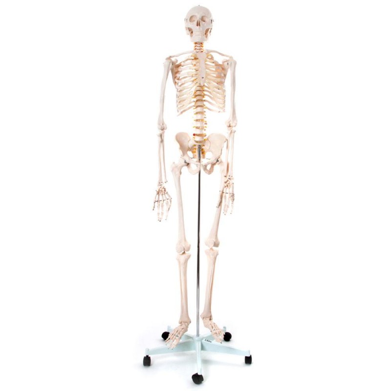 Okostnjak - 180 cm 11101