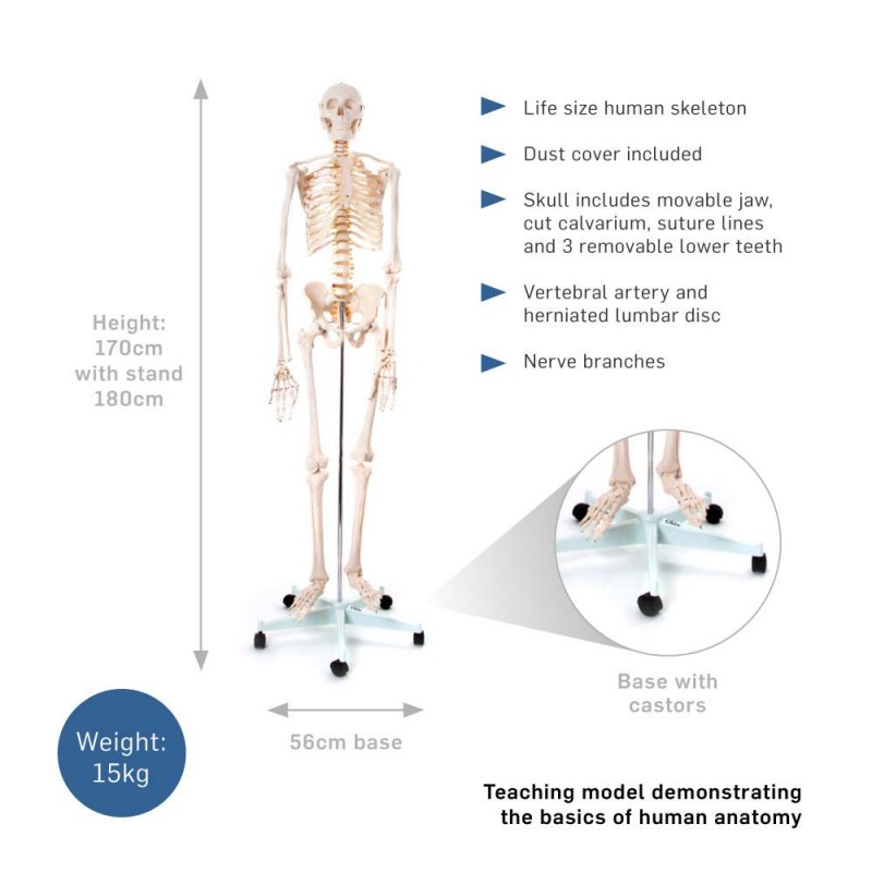 Okostnjak - 180 cm 11101