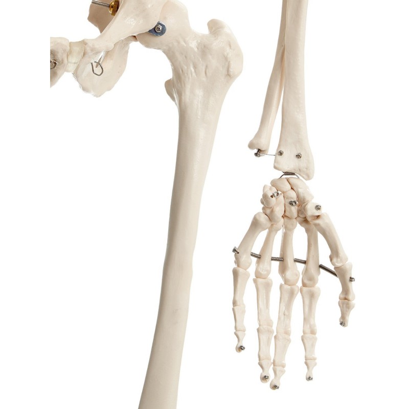 Okostnjak - 180 cm 11101