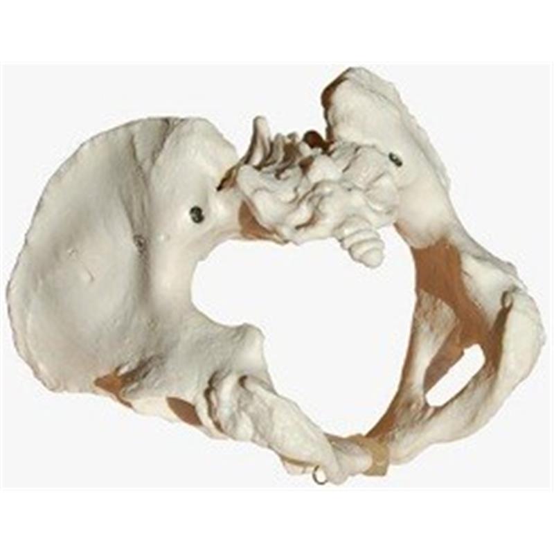 Model ženske medenice 11107