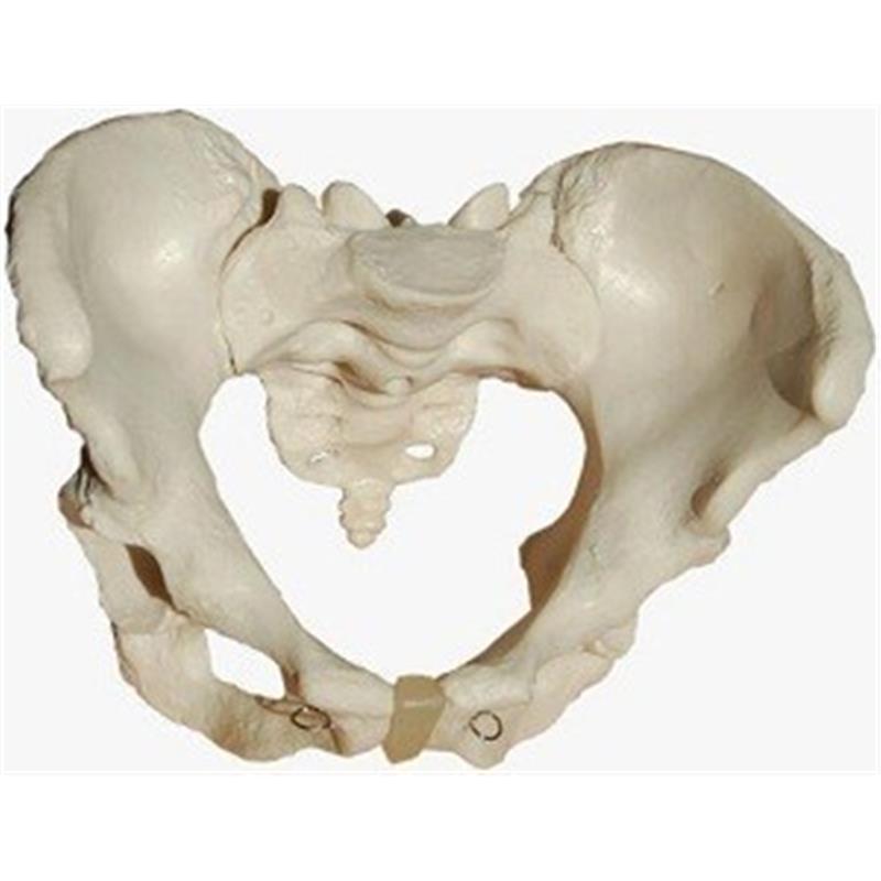 Model ženske medenice 11107