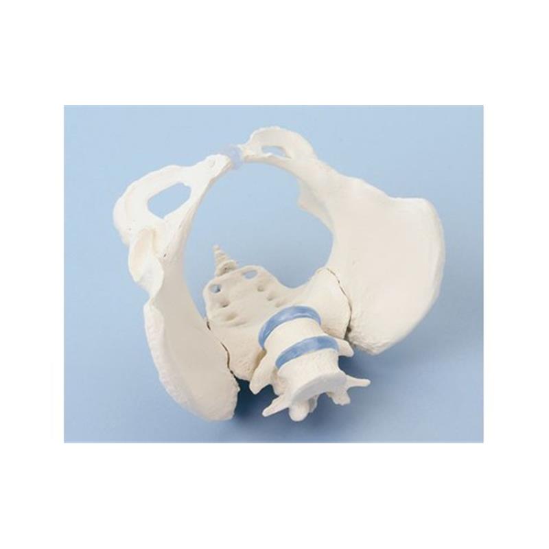 Anatomski model medenice z 2 vretnecema 11108