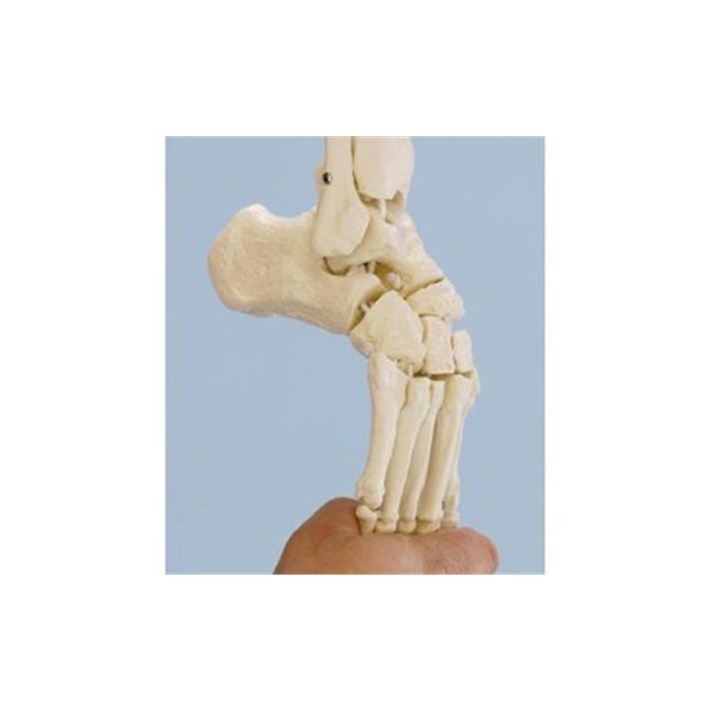 Model noge s tibulo in fibulo 11301