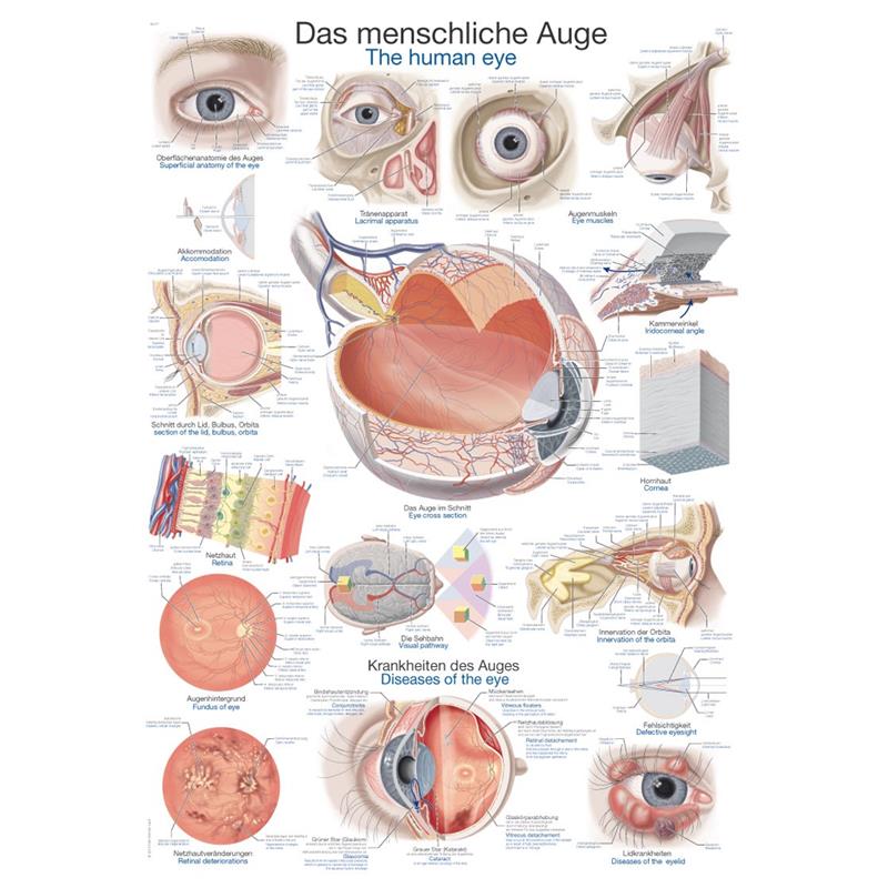 Poster menschliches Auge