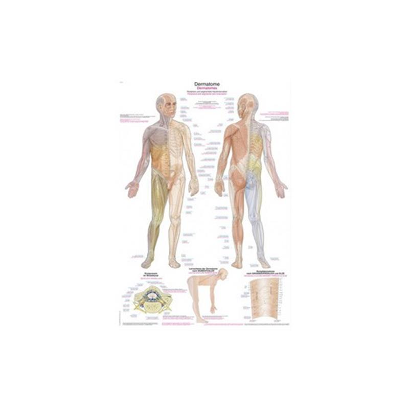 Dermatom-Poster