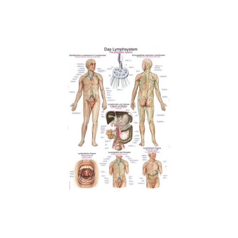 Plakat limfnega sistema EZ109