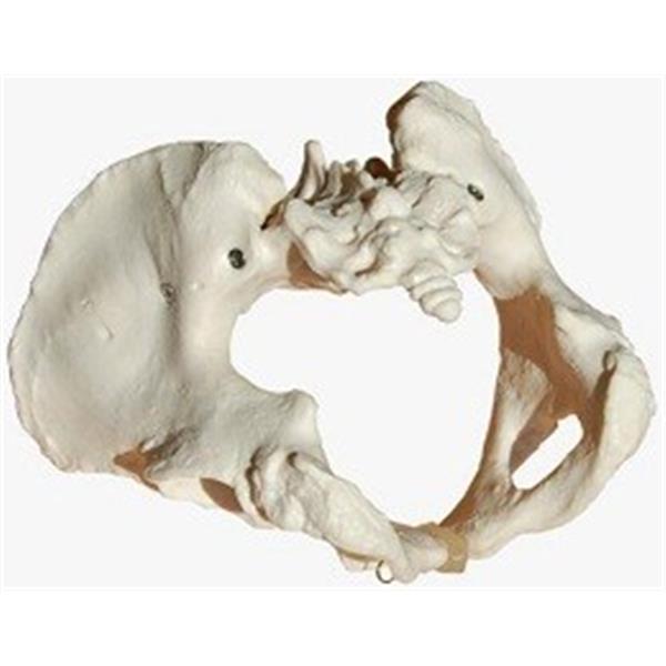 Model ženske medenice 11107