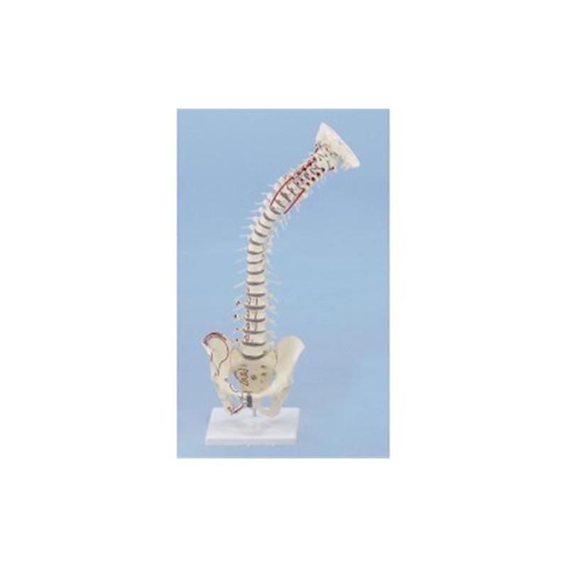 Model hrbtenice z mišicami