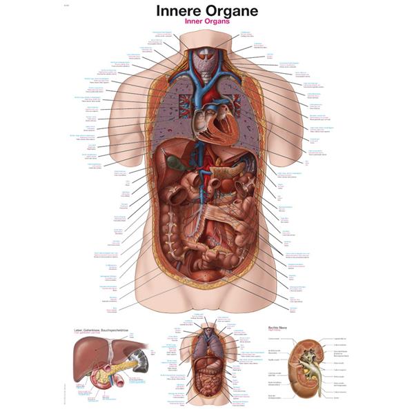 Plakat notranji organi AL163