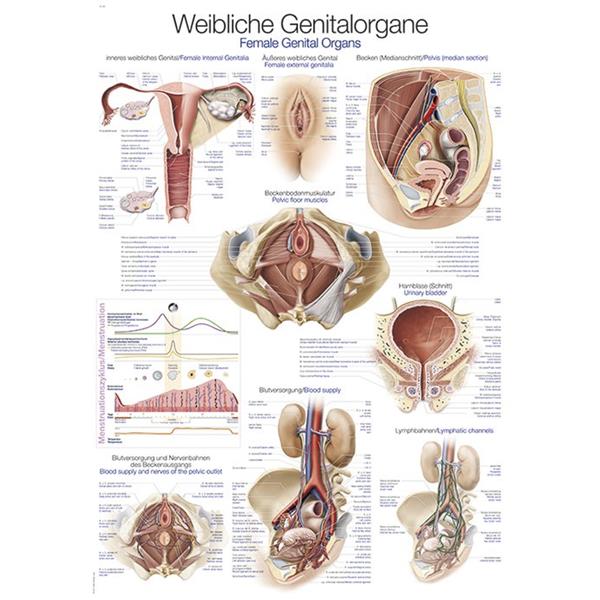 Plakat ženski genitalni organ